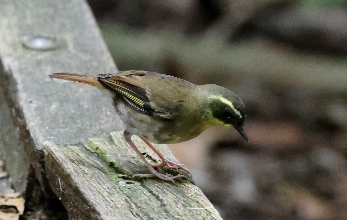 キノドヤブムシクイ - ML646951058