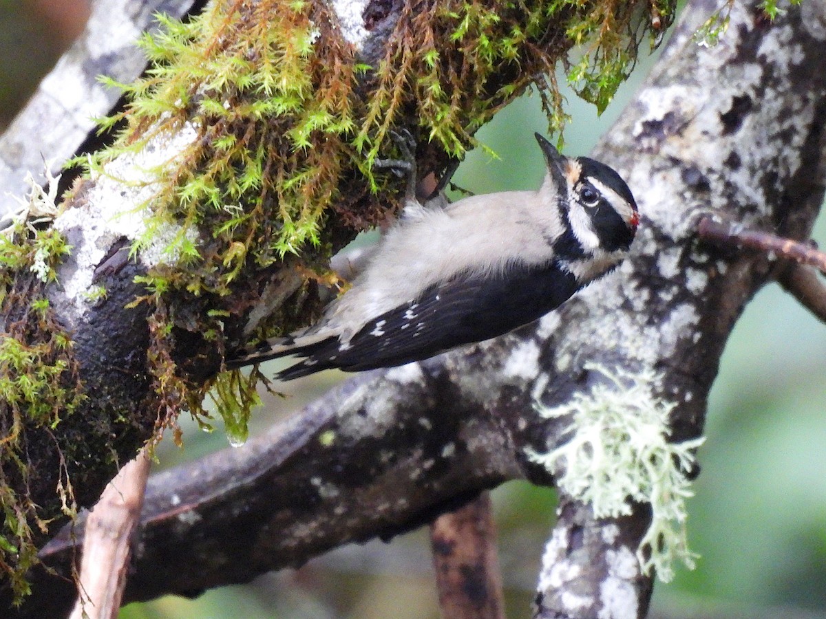 Downy Woodpecker - ML646951059
