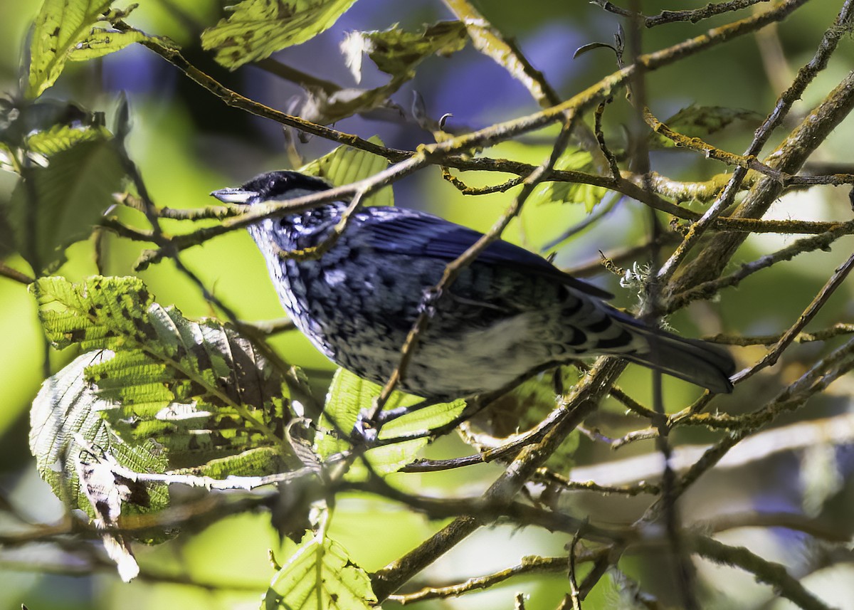 Танагра берилова - ML646951069