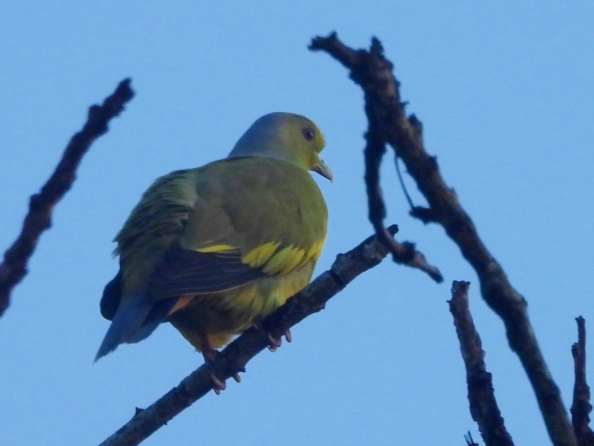 橙胸綠鳩 - ML646951070