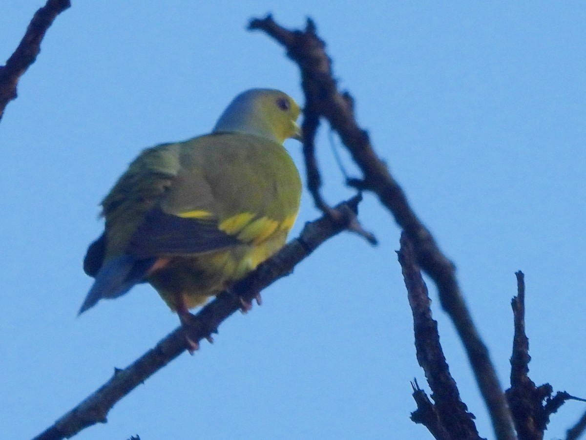 橙胸綠鳩 - ML646951071