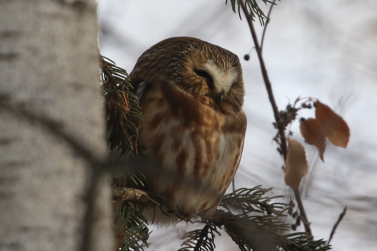 Northern Saw-whet Owl - ML646951072