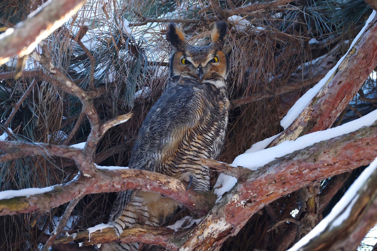 Hontz virginiarra - ML646951073