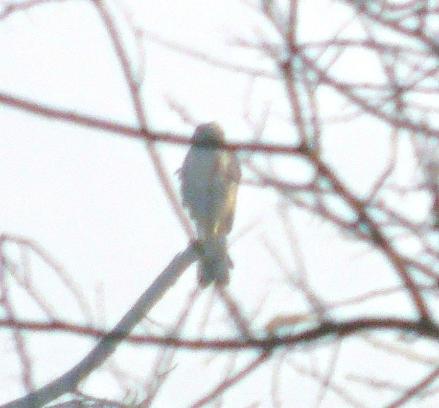 tanımsız Falco sp. - ML646951074