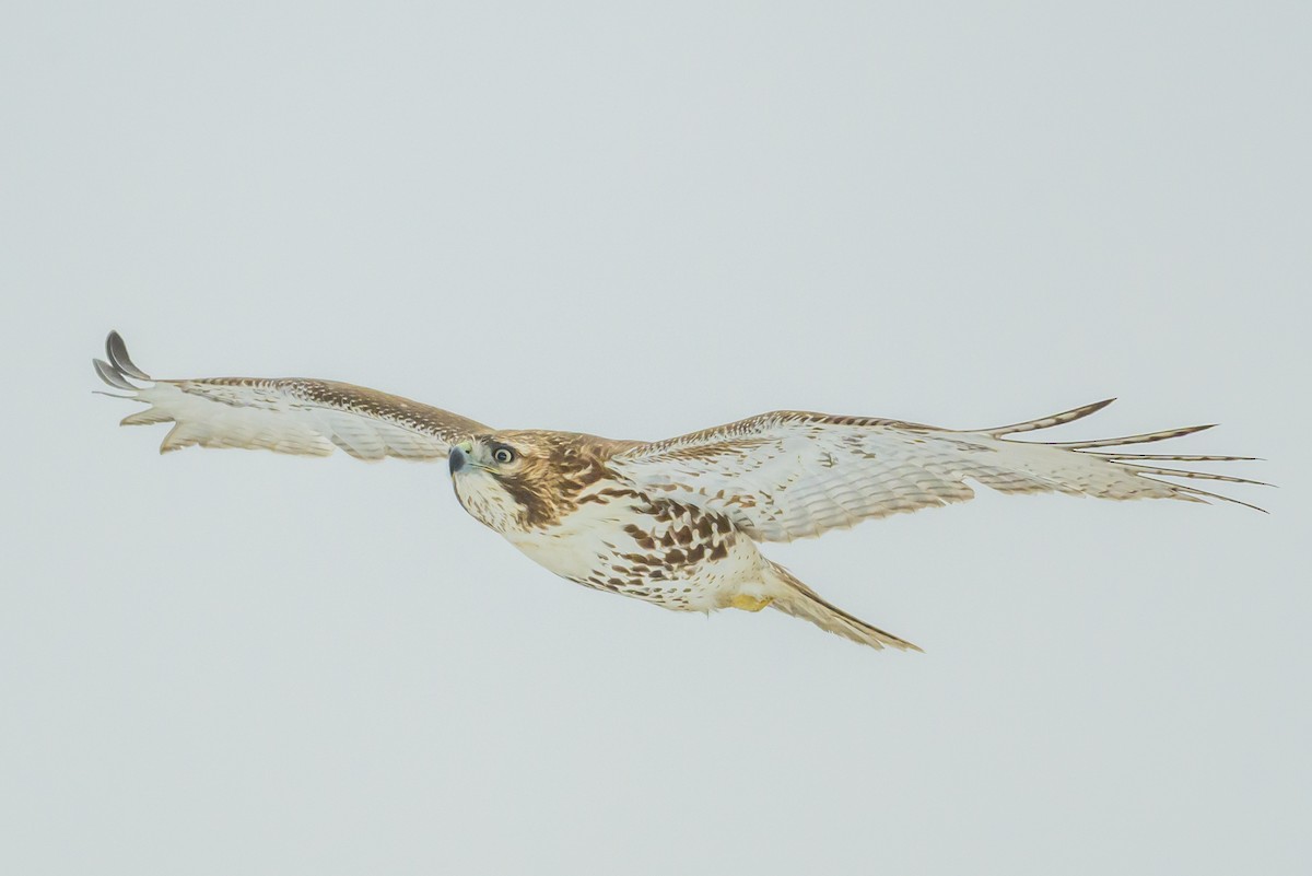 Red-tailed Hawk - ML646951077