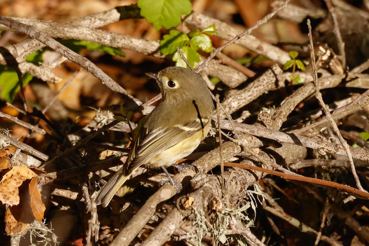 Vireo de Hutton - ML646951078