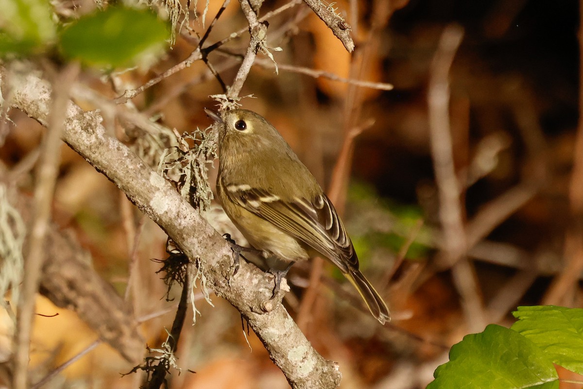 Vireo de Hutton - ML646951079