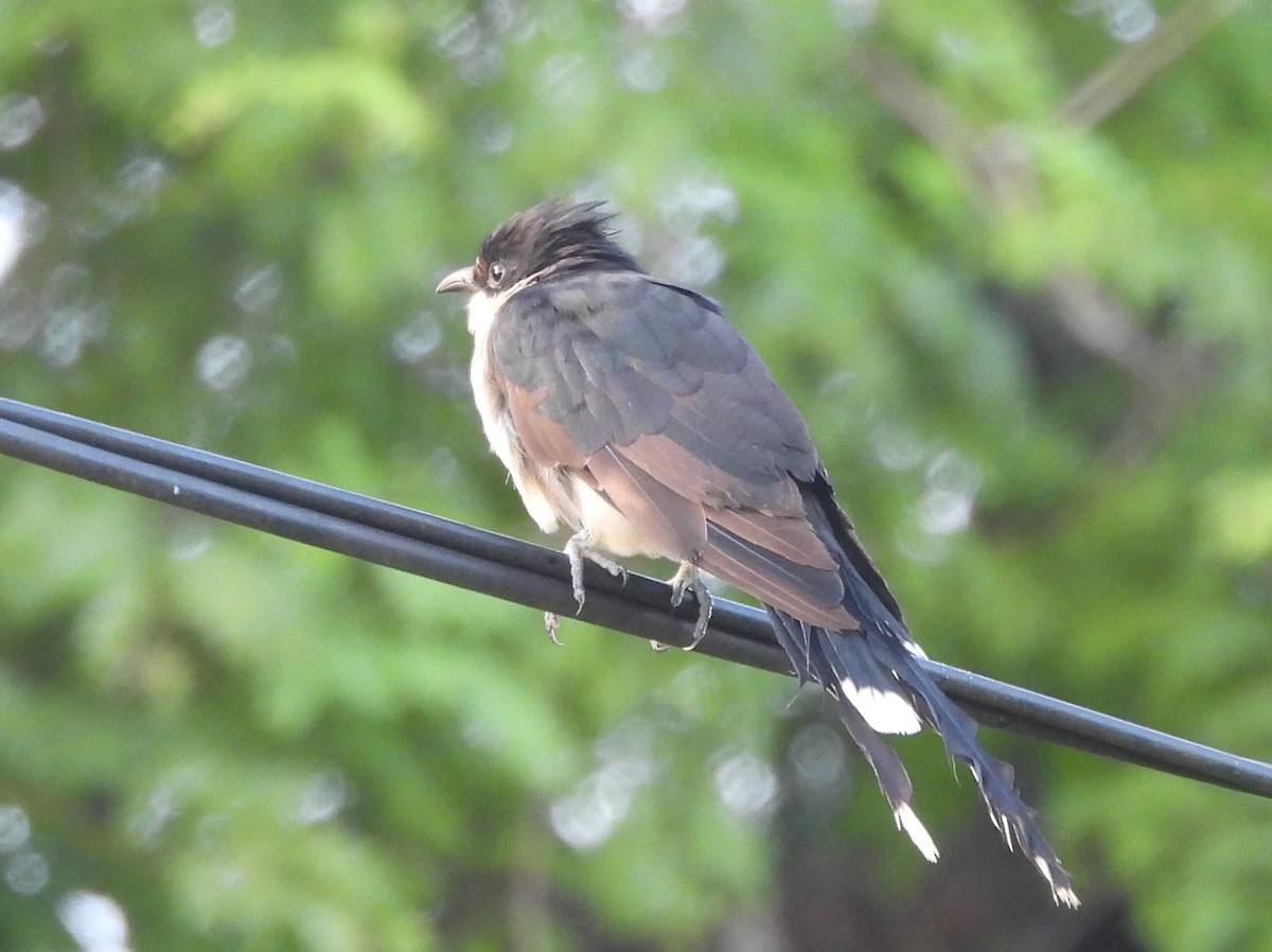 Pied Cuckoo - ML646951081