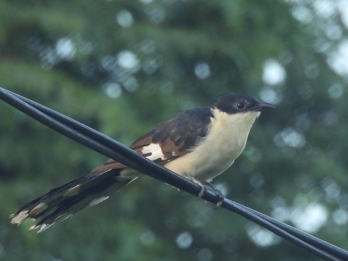 Pied Cuckoo - ML646951082
