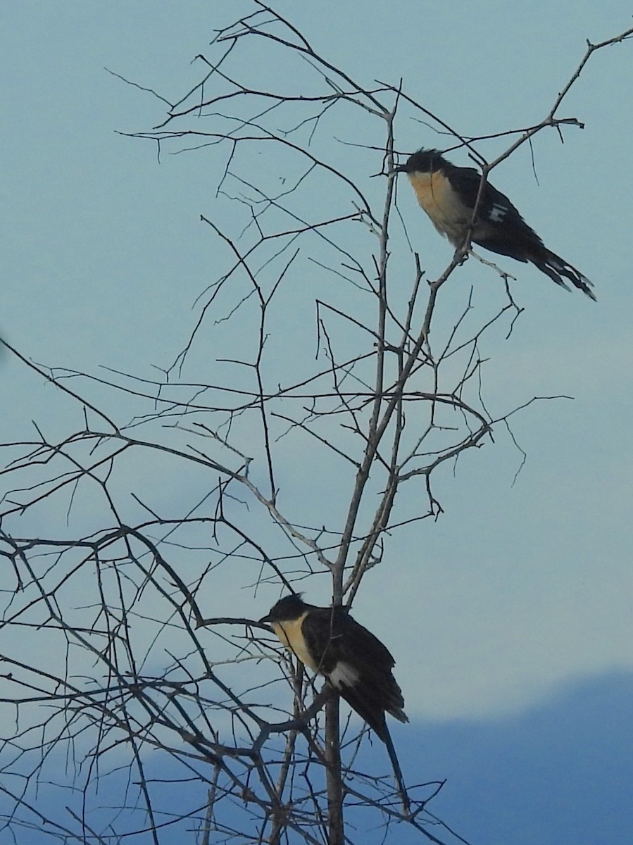 Pied Cuckoo - ML646951083