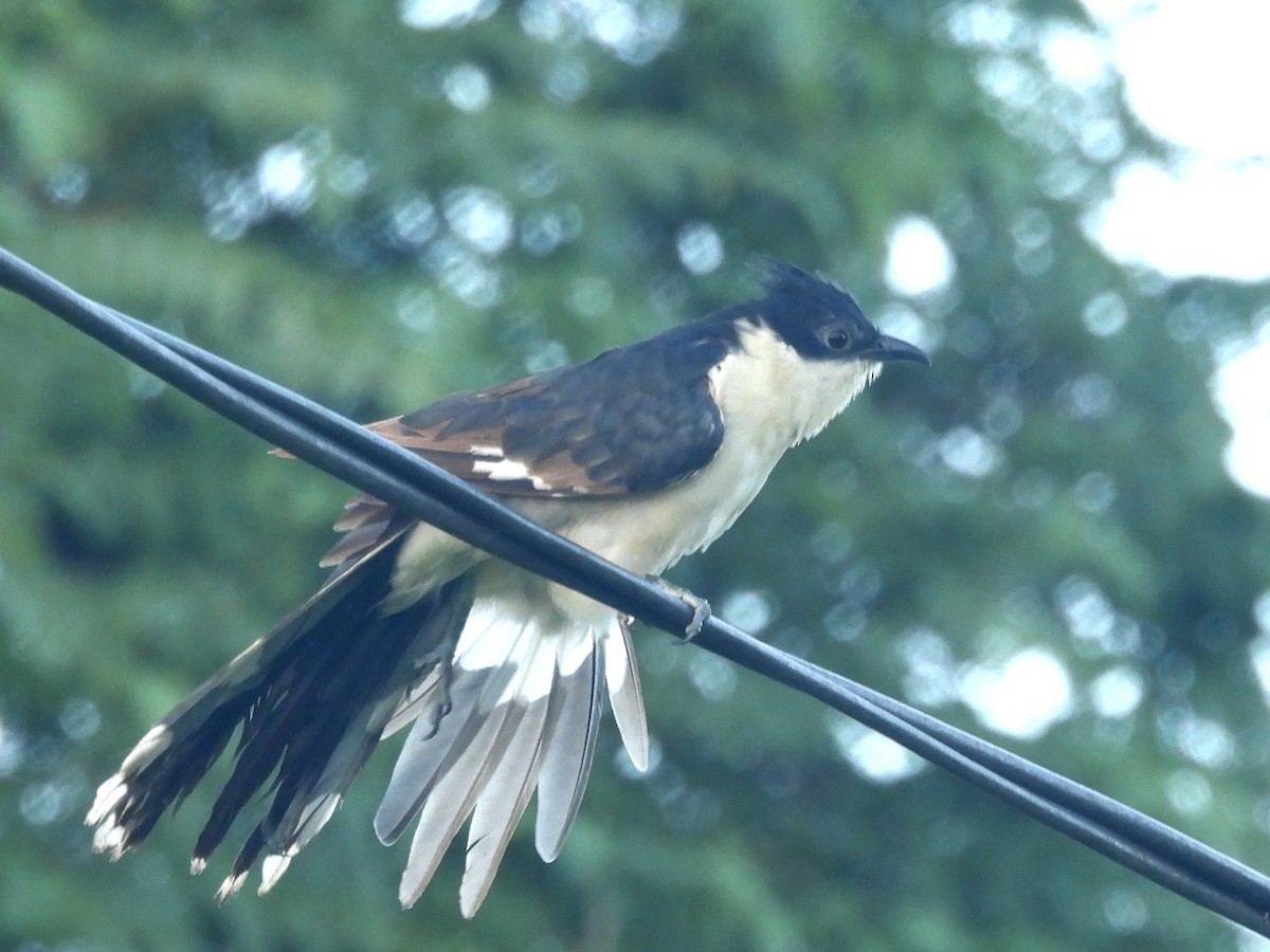 Pied Cuckoo - ML646951084