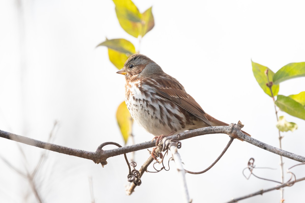 Fox Sparrow (Red) - ML646951086