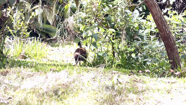 Orange-footed Megapode - ML646951089