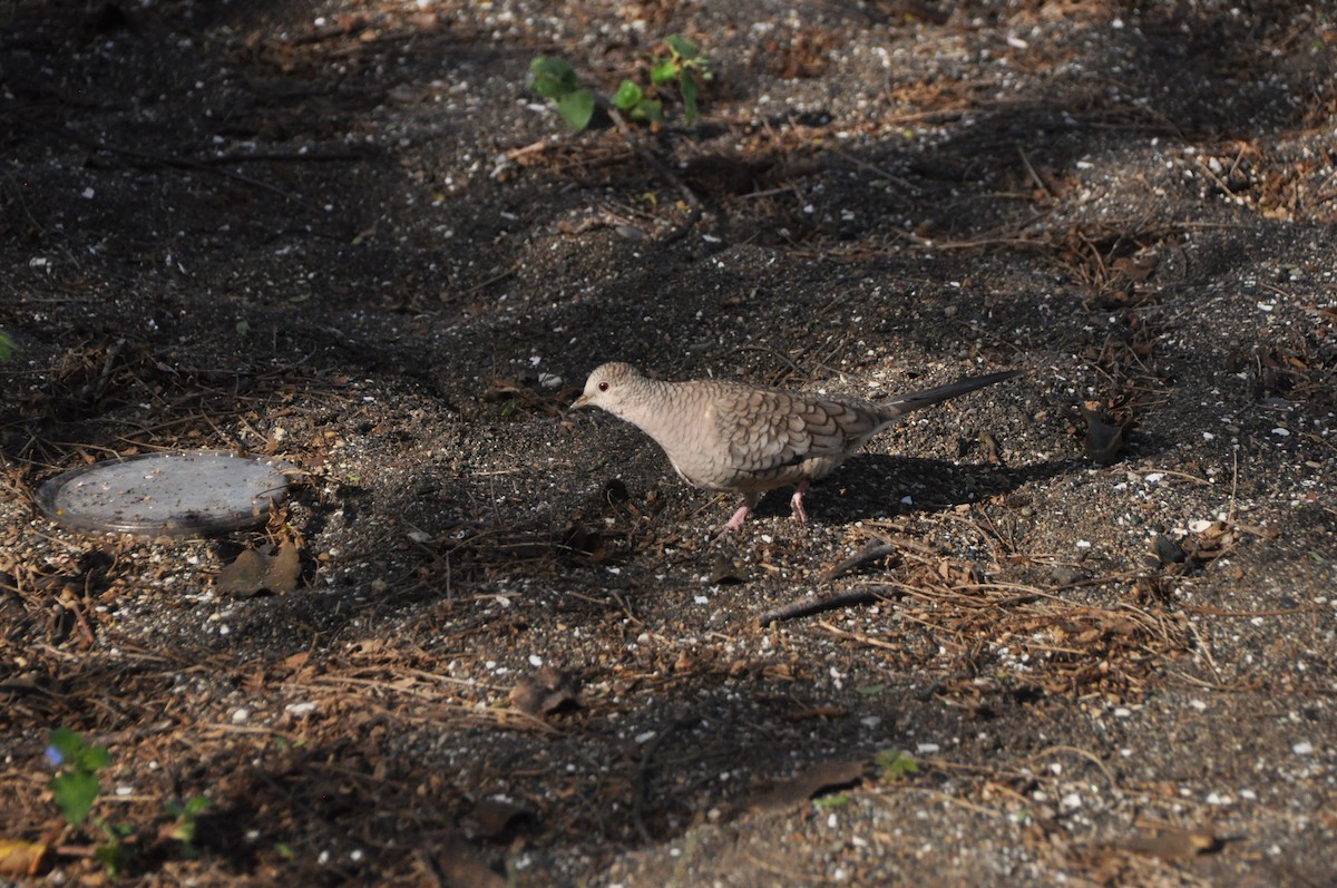 Inca Dove - ML646951090