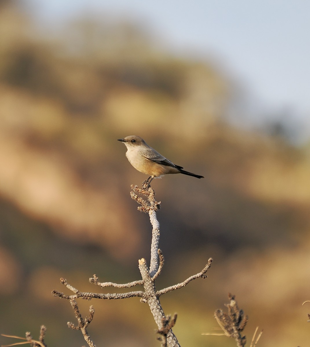 Say's Phoebe - ML646951096