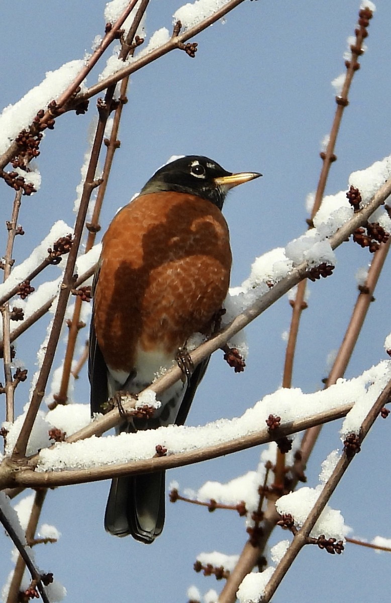American Robin - ML646951097