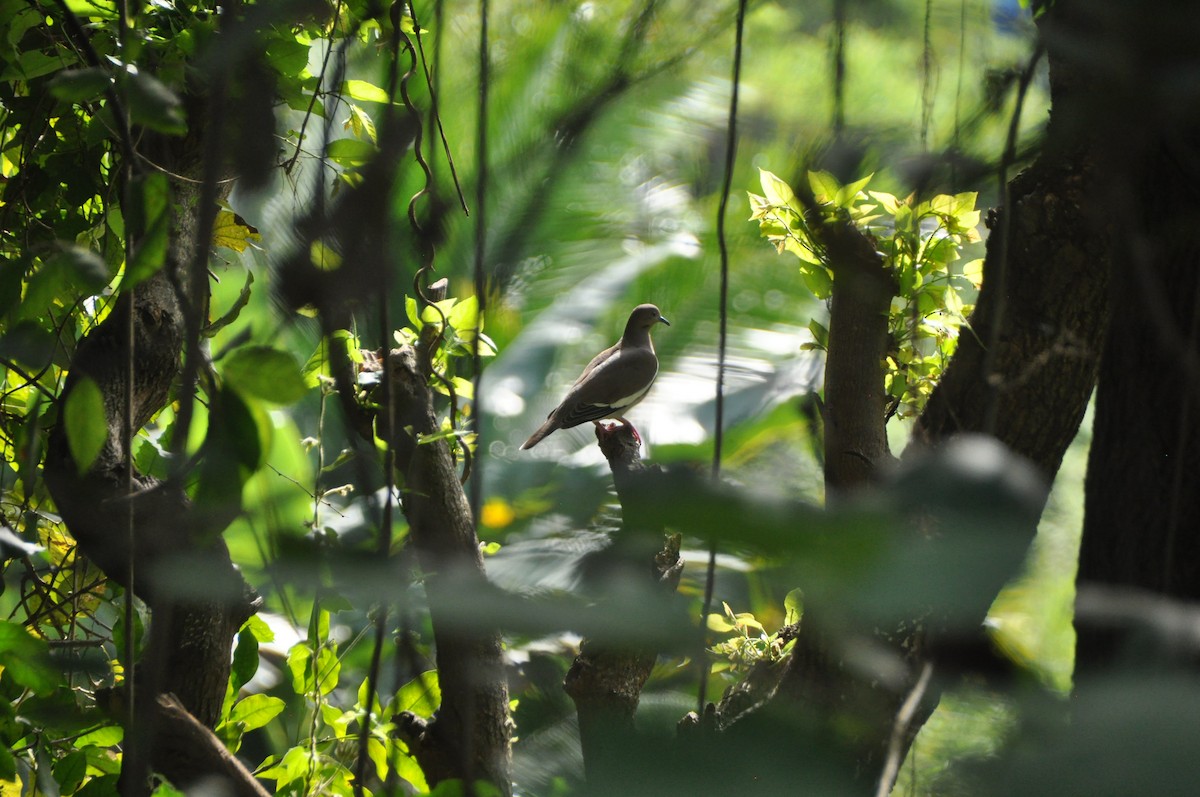 White-winged Dove - ML646951104