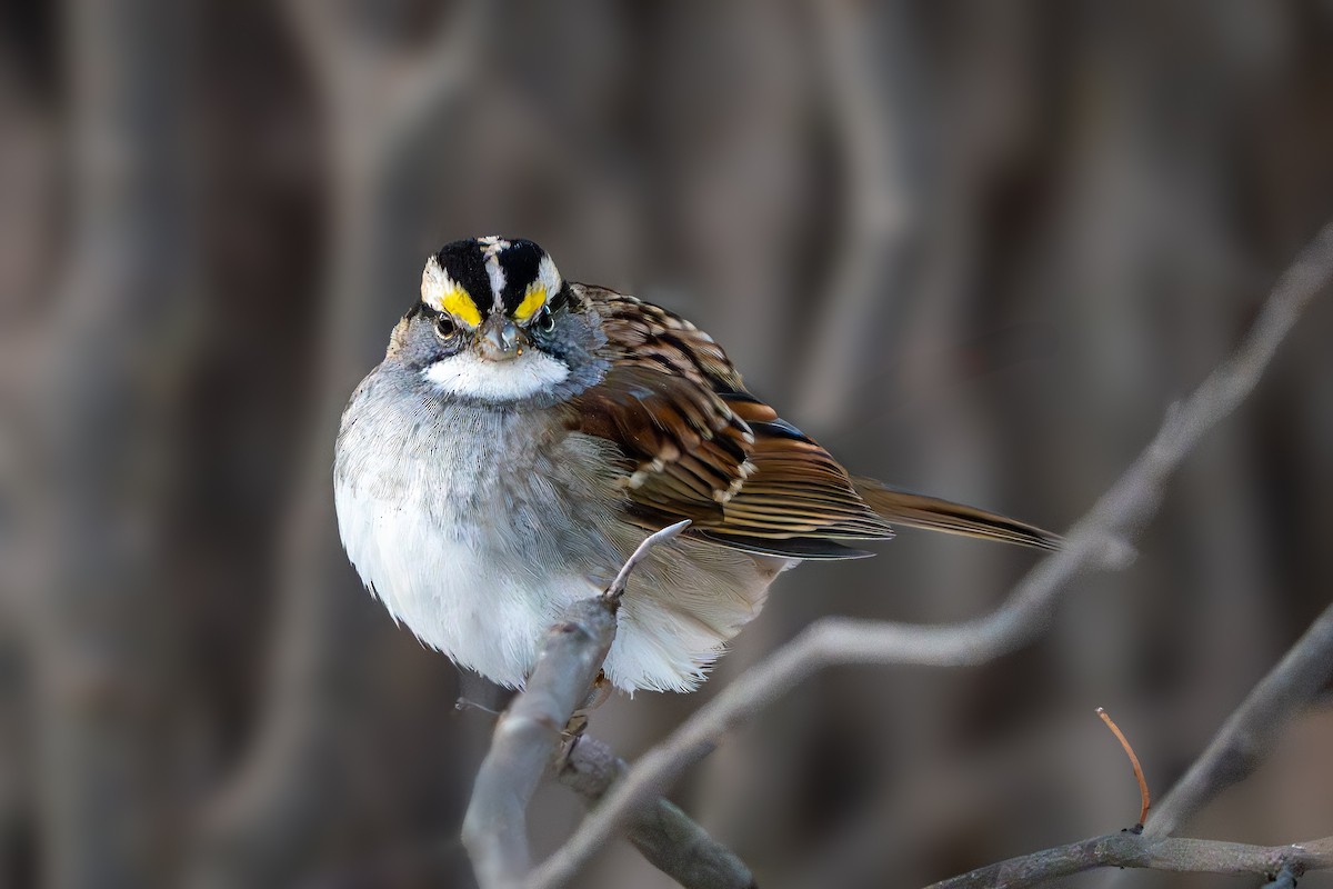 White-throated Sparrow - ML646951105