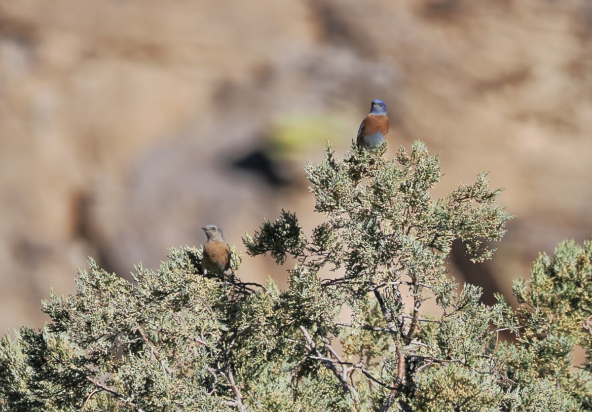 Western Bluebird - ML646951111