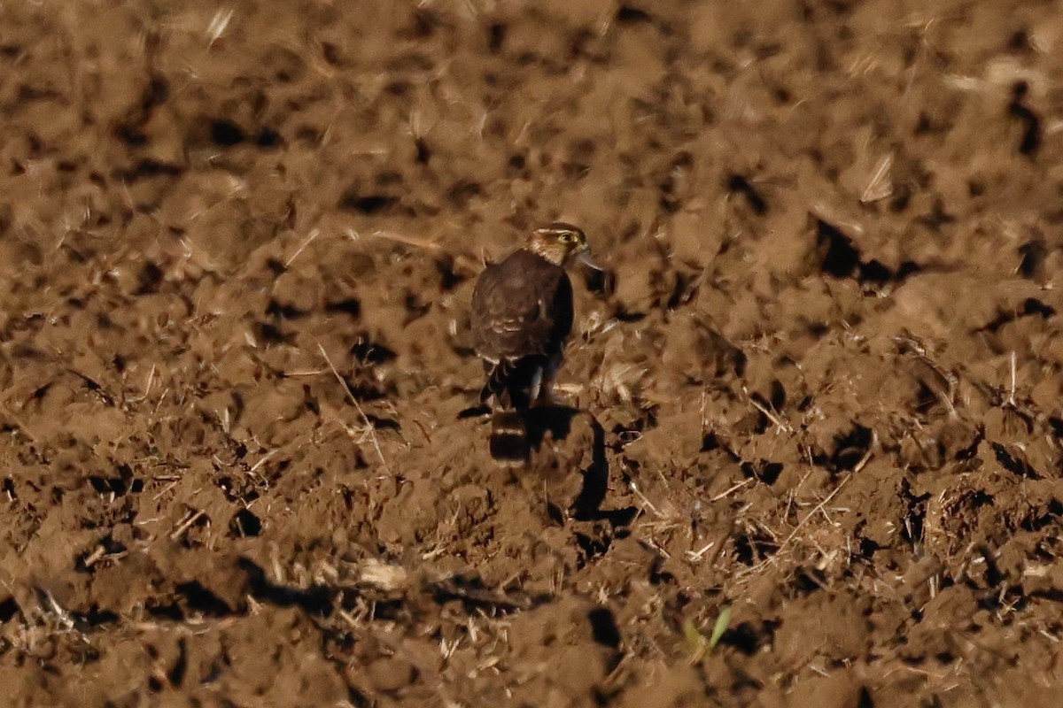 Esmerejón - ML646951117