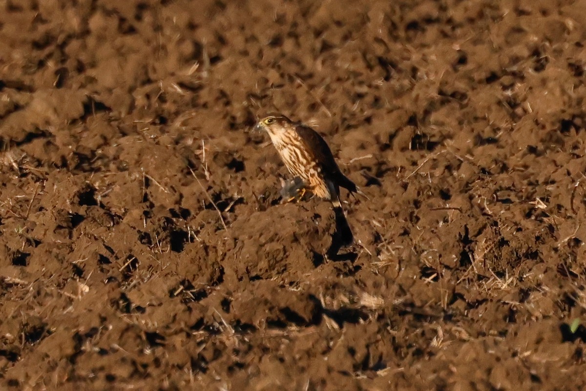 Esmerejón - ML646951118