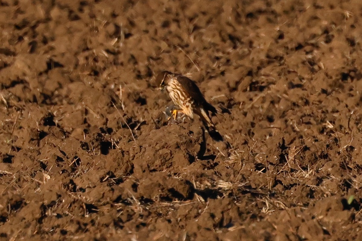 Esmerejón - ML646951119