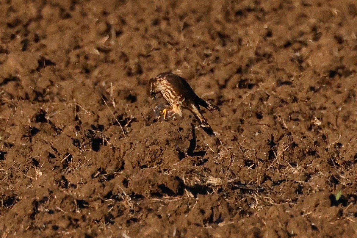 Esmerejón - ML646951120