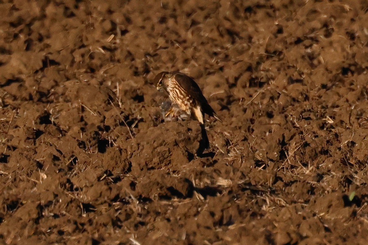 Esmerejón - ML646951121