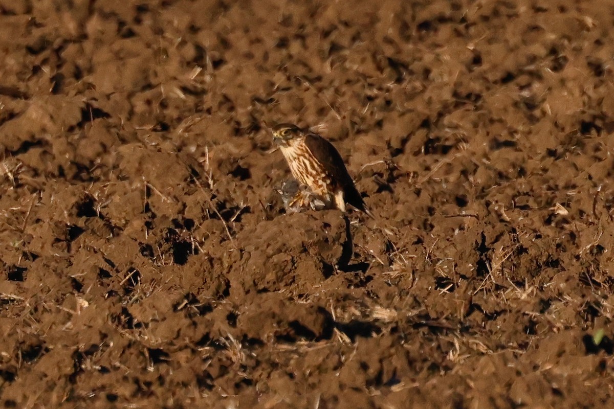 Esmerejón - ML646951122