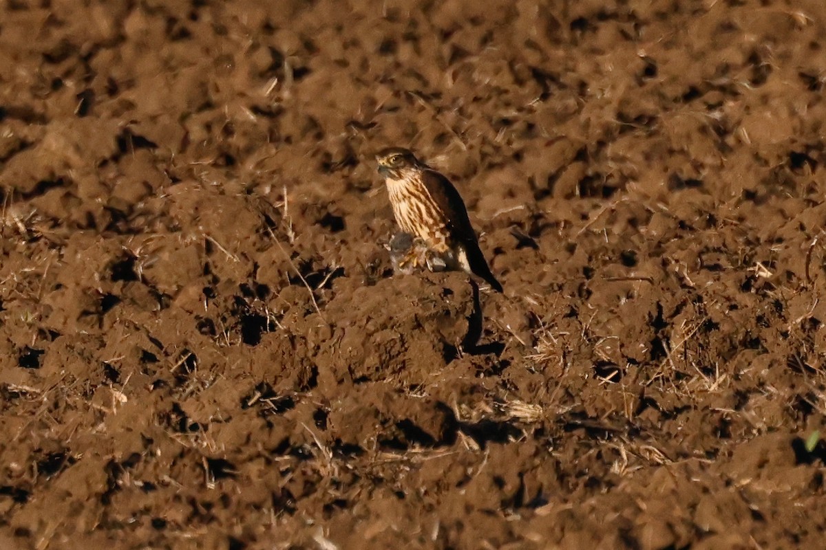 Esmerejón - ML646951123