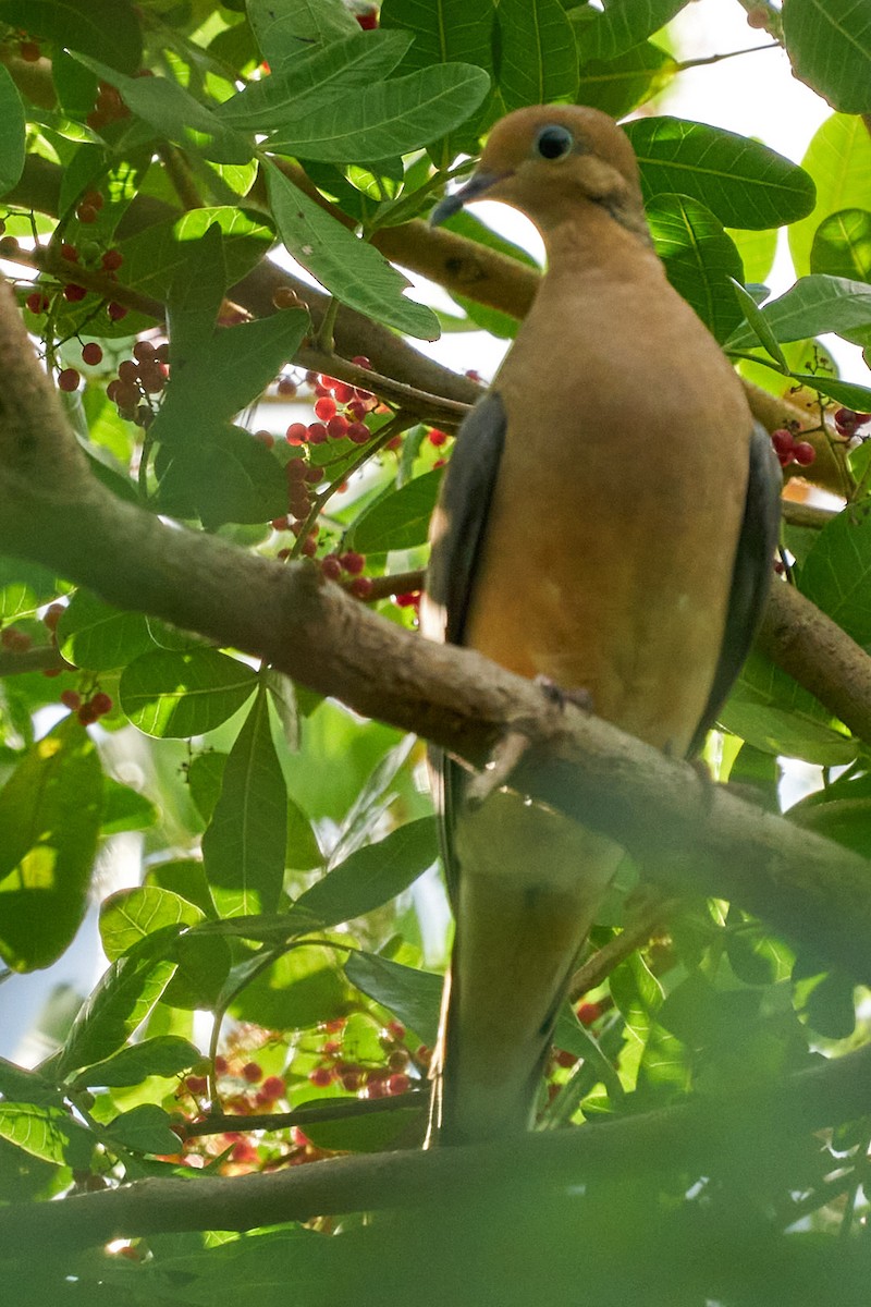 Зенаїда північна - ML646951124