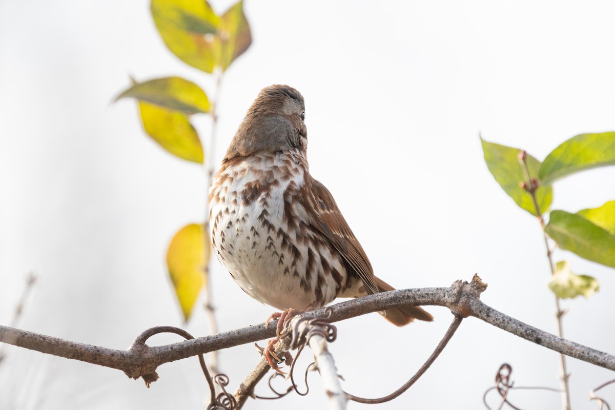 Fox Sparrow (Red) - ML646951126