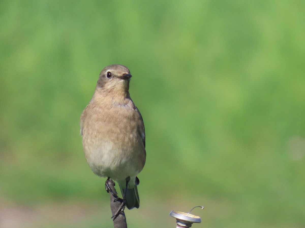Mountain Bluebird - ML646951128