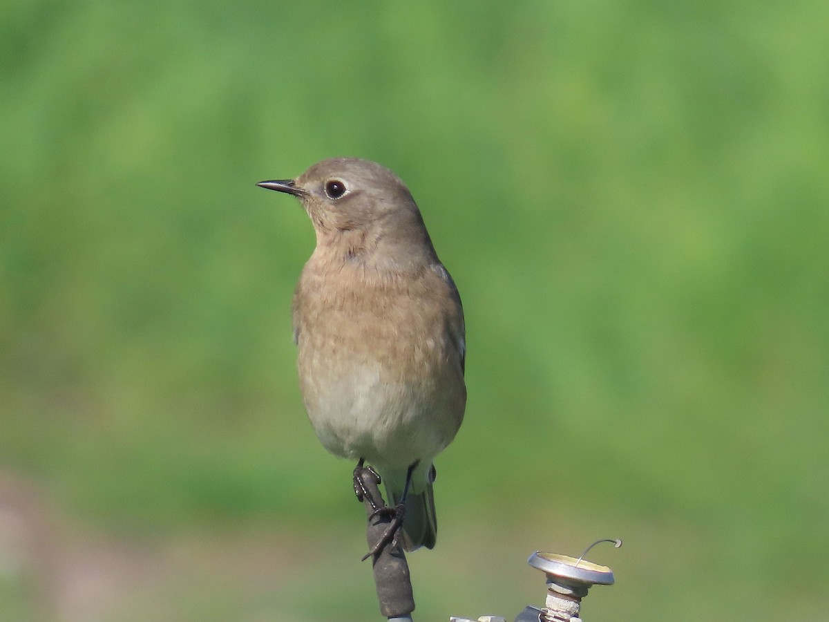 Mountain Bluebird - ML646951129