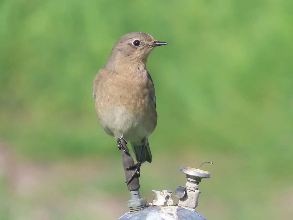 Mountain Bluebird - ML646951130