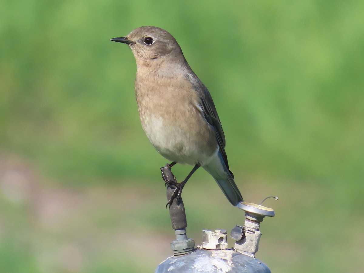 Mountain Bluebird - ML646951131