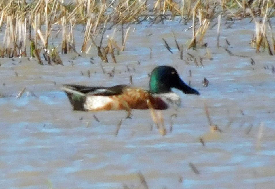 Cuchara Común - ML646951137