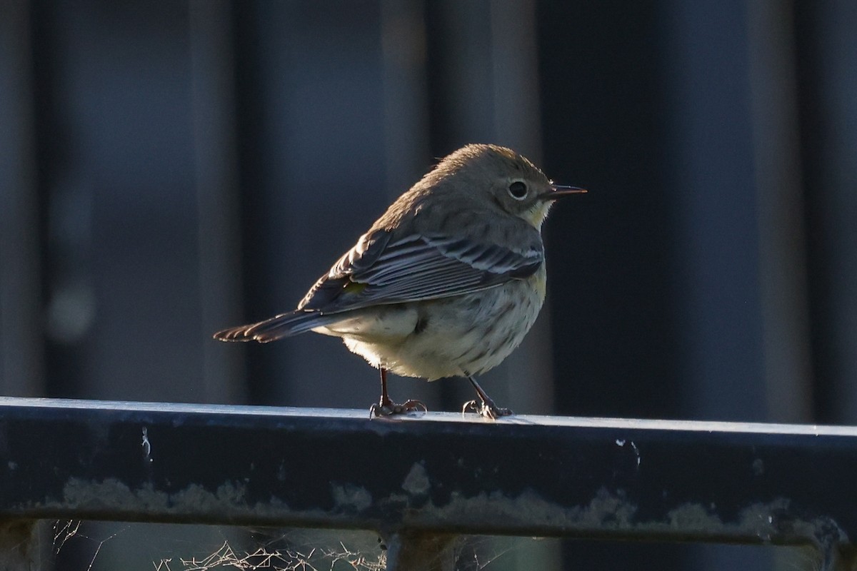 Reinita Coronada - ML646951138