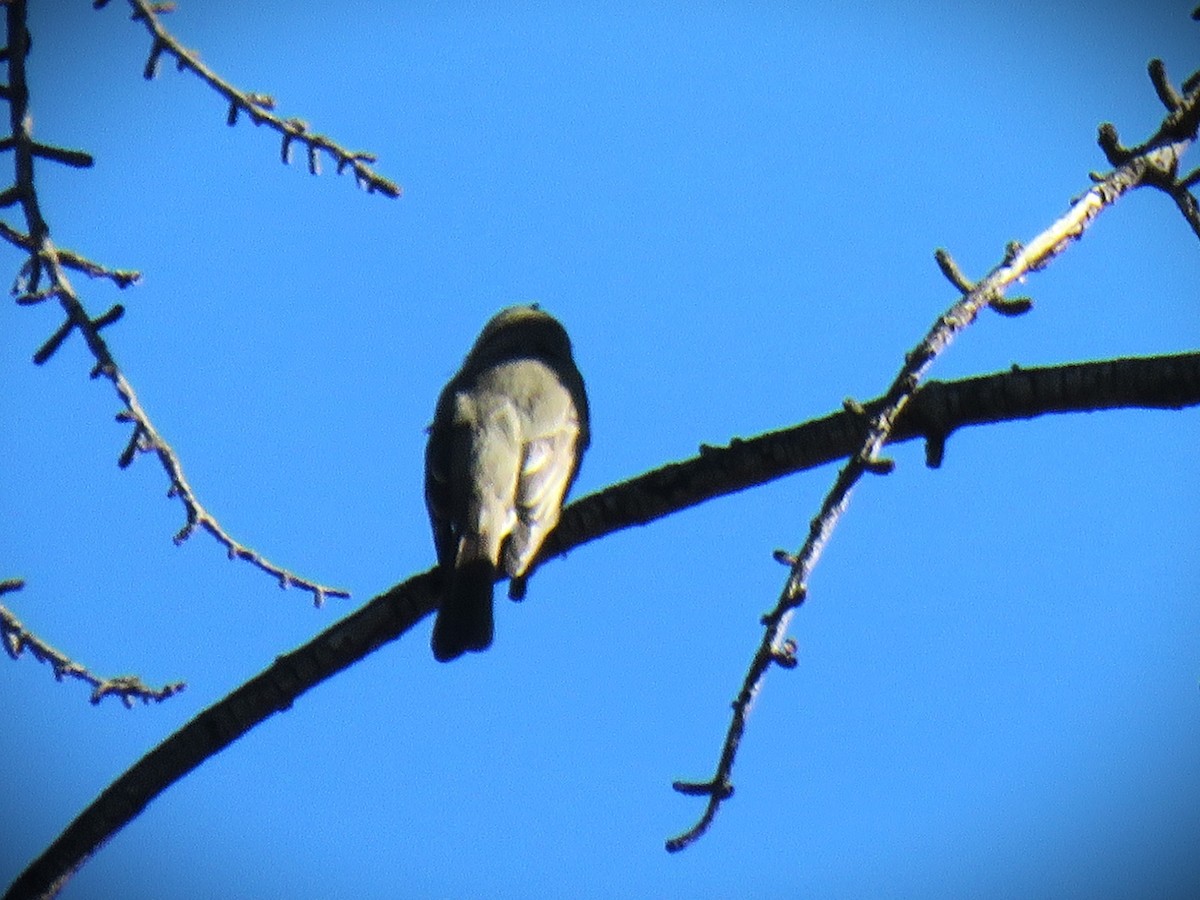 Greater Pewee - ML646951140