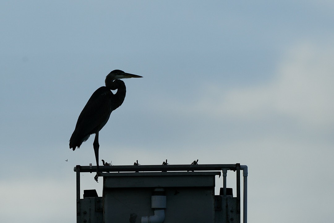 Чапля північна - ML646951141