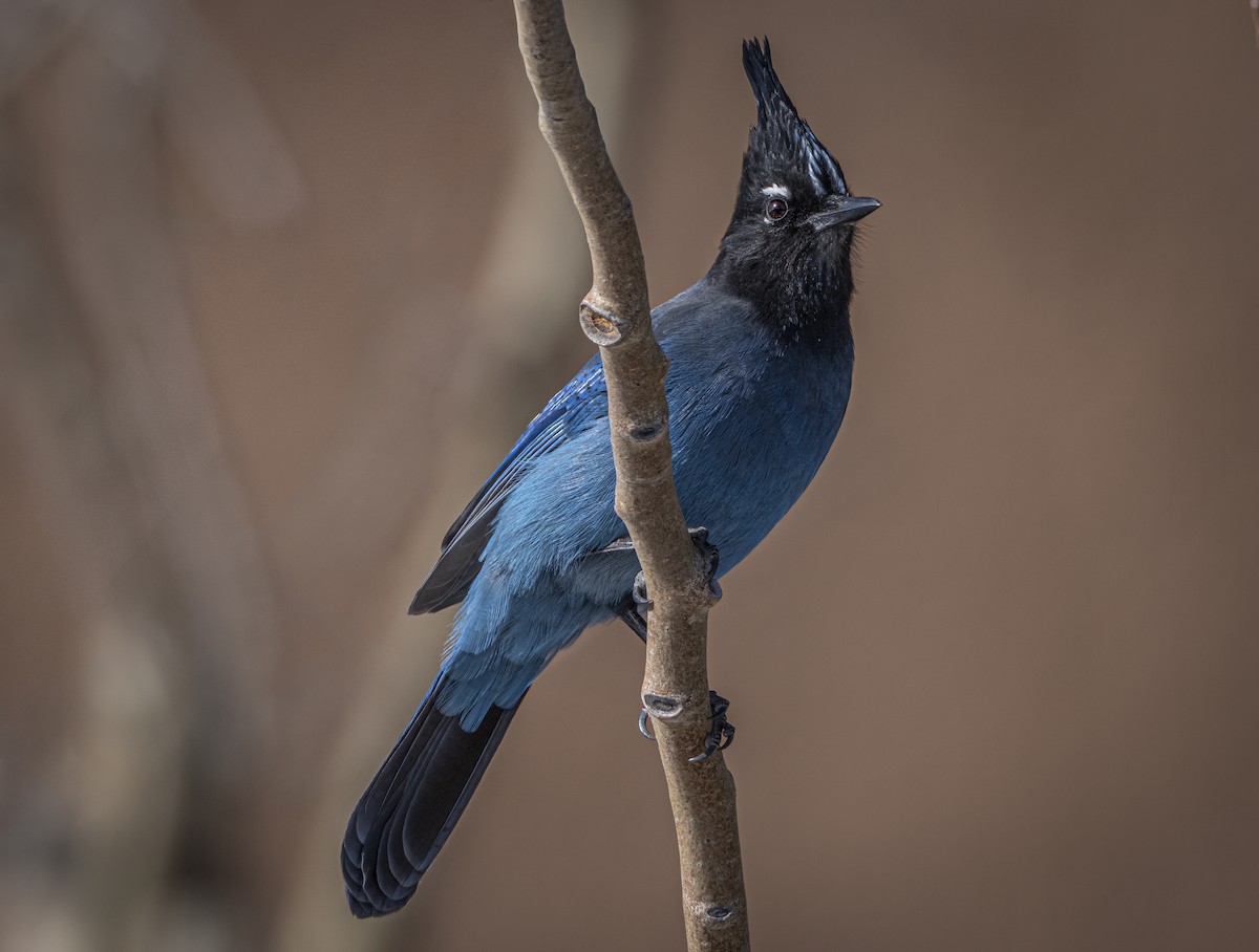 Chara de Steller - ML646951142