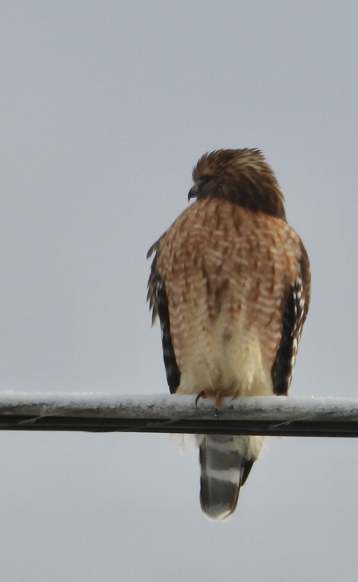 rødvingevåk - ML646951144