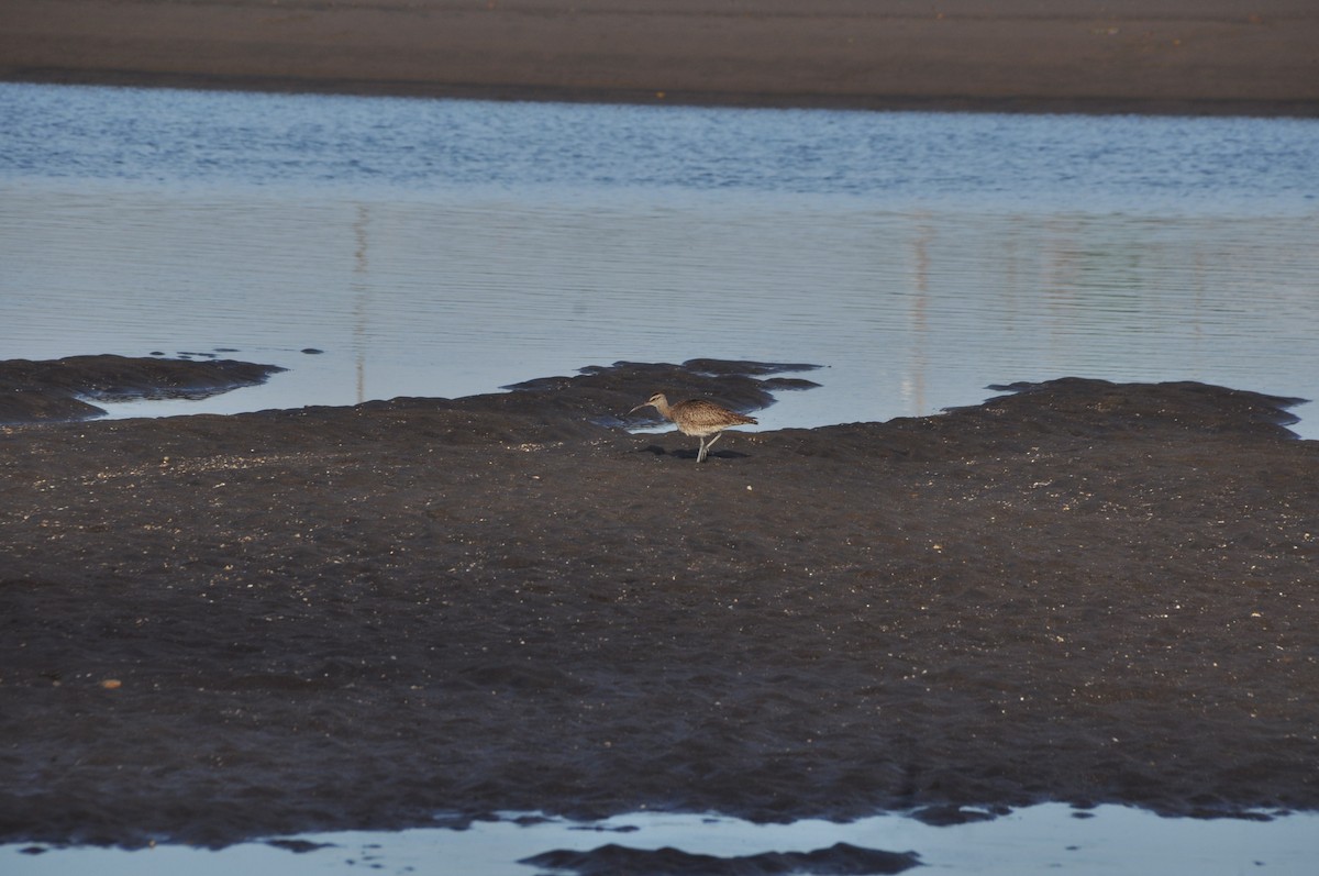 Hudsonian Whimbrel - ML646951148