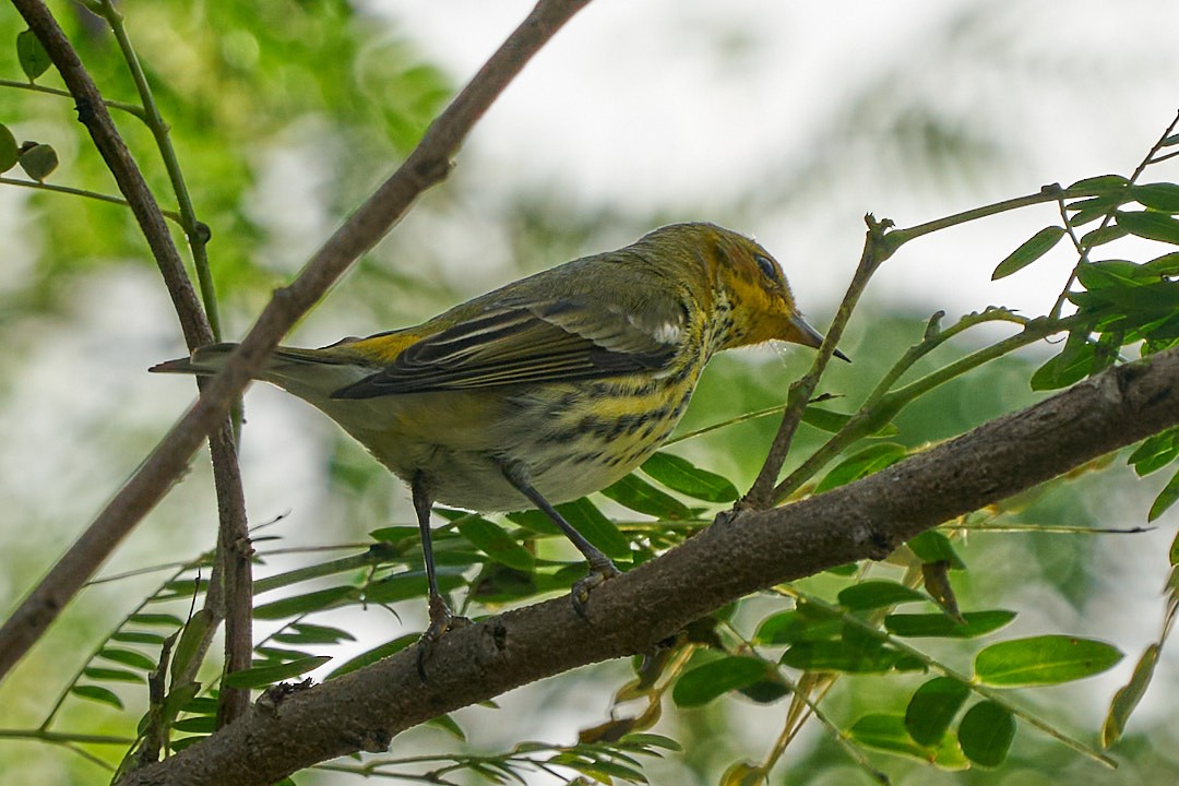Пісняр-лісовик рудощокий - ML646951149