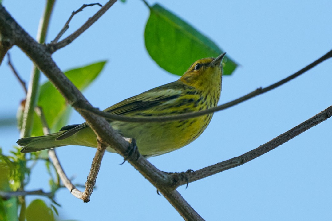 Пісняр-лісовик рудощокий - ML646951150