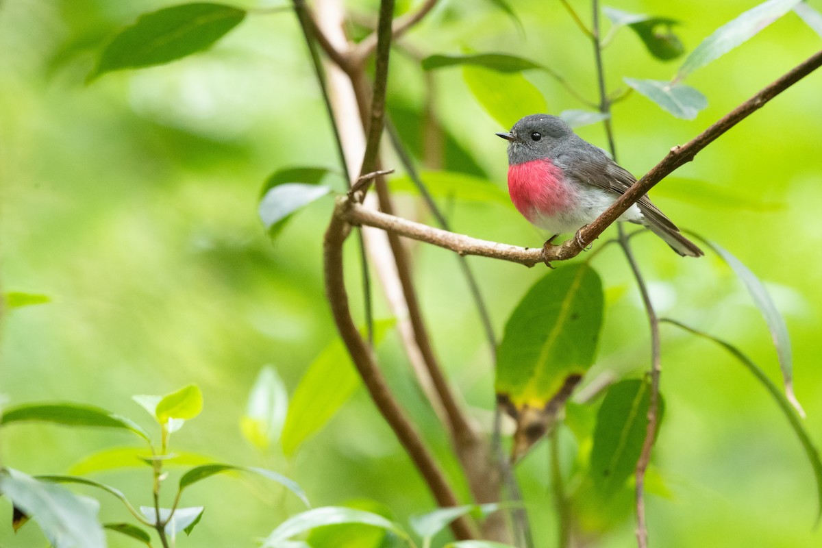 Rose Robin - ML646951151