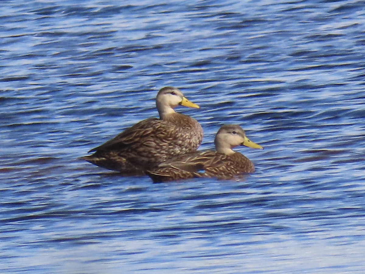 Mottled Duck - ML646951152