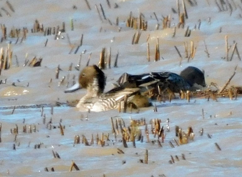 Ánade Rabudo - ML646951154