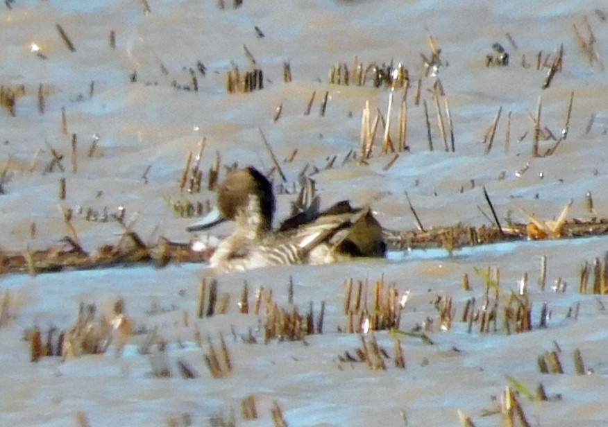 Ánade Rabudo - ML646951155