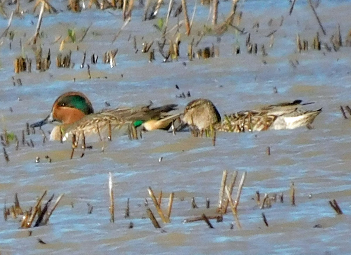 Cerceta Común - ML646951163